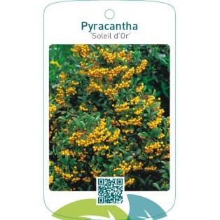 Pyracantha ‘Soleil d’Or’