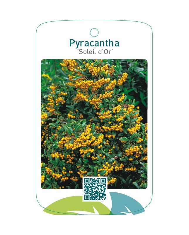 Pyracantha ‘Soleil d’Or’