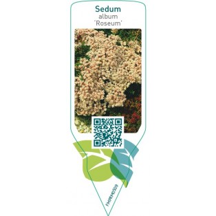 Sedum album ‘Roseum’