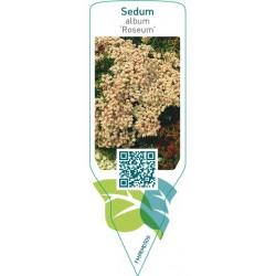 Sedum album ‘Roseum’
