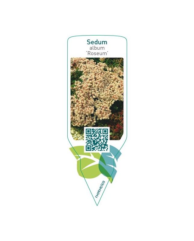 Sedum album ‘Roseum’