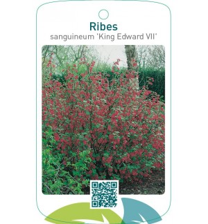 Ribes sanguineum ‘King Edward VII’