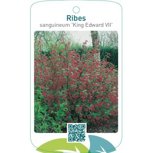 Ribes sanguineum ‘King Edward VII’