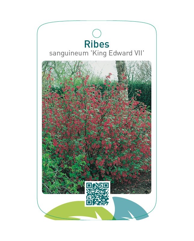 Ribes sanguineum ‘King Edward VII’