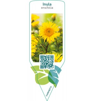Etichette di Inula ensifolia *