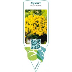 Alyssum montanum  yellow