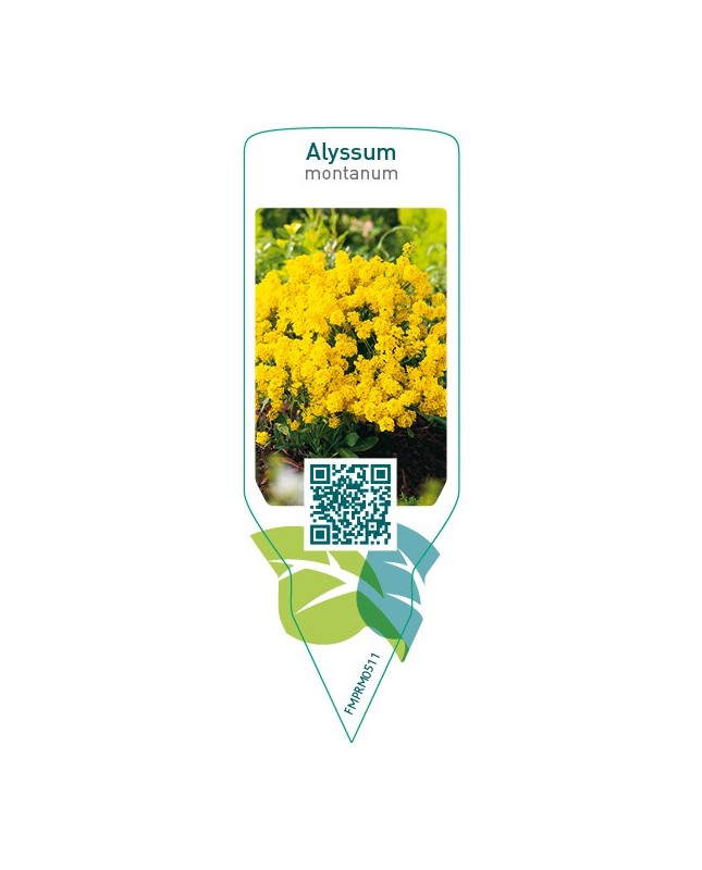 Alyssum montanum  yellow
