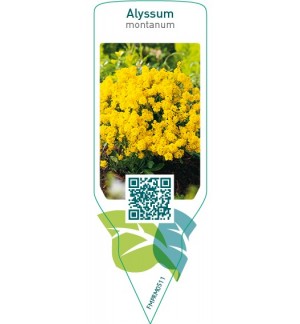 Etichette di Alyssum montanum  yellow *