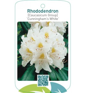 Rhododendron [Caucasium Group] ‘Cunningham’s White’
