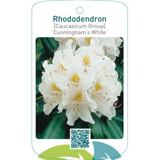 Rhododendron [Caucasium Group] ‘Cunningham’s White’