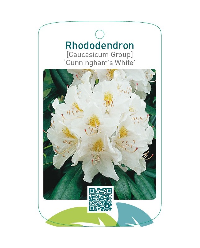 Rhododendron [Caucasium Group] ‘Cunningham’s White’