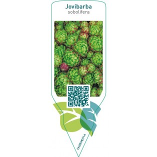Jovibarba sobolifera