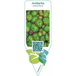 Jovibarba sobolifera