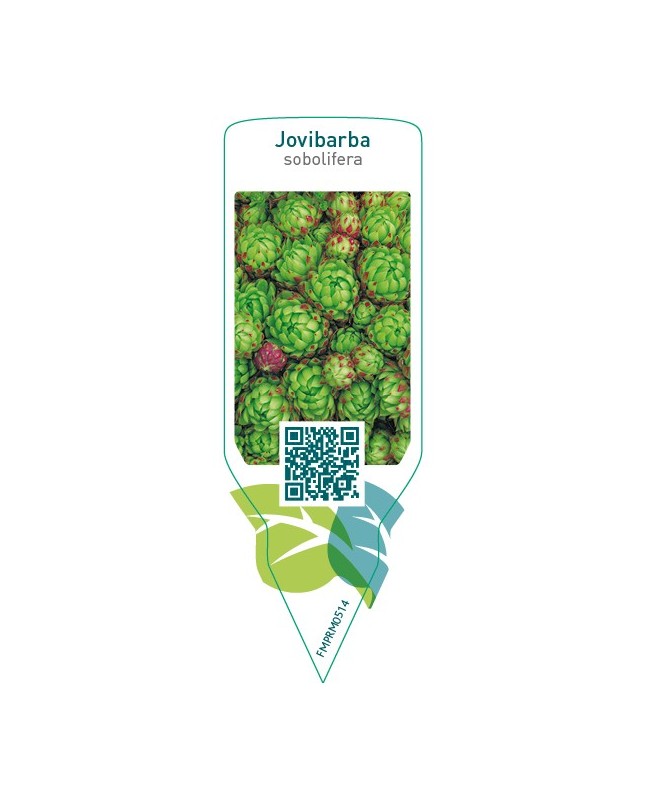 Jovibarba sobolifera