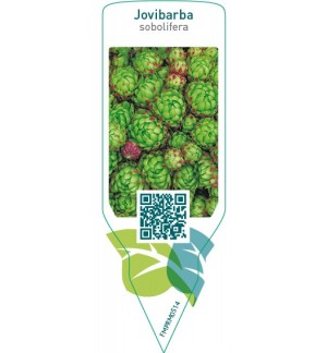Etichette di Jovibarba sobolifera *