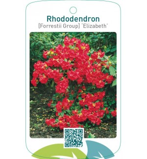 Rhododendron [Forrestii Group] ‘Elizabeth’