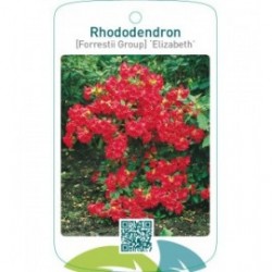 Rhododendron [Forrestii Group] ‘Elizabeth’