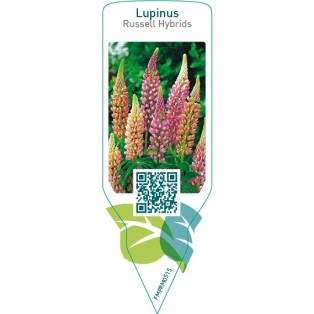 Lupinus Russell Hybrids