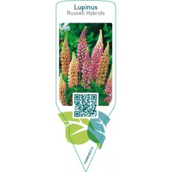 Lupinus Russell Hybrids