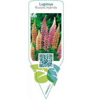 Etichette di Lupinus Russell Hybrids *