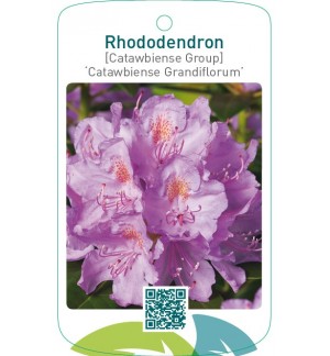 Rhododendron [Catawbiense Group] ‘Catawbiense Grandiflorum’