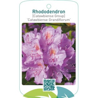 Rhododendron [Catawbiense Group] ‘Catawbiense Grandiflorum’