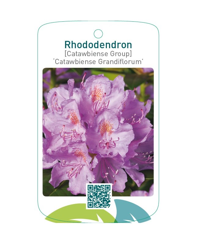 Rhododendron [Catawbiense Group] ‘Catawbiense Grandiflorum’