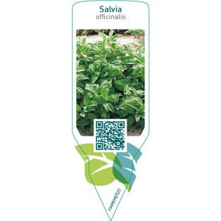 Salvia officinalis (sage)