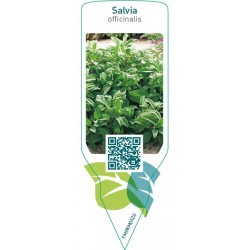 Salvia officinalis (sage)