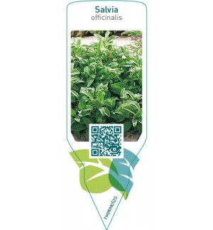Etiquetas de Salvia officinalis (sage) *