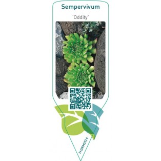 Sempervivum ‘Oddity’
