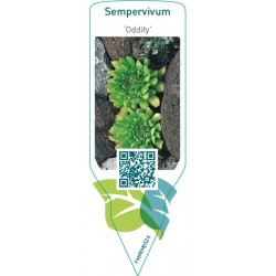 Sempervivum ‘Oddity’
