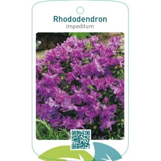 Rhododendron impeditum