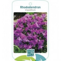 Rhododendron impeditum