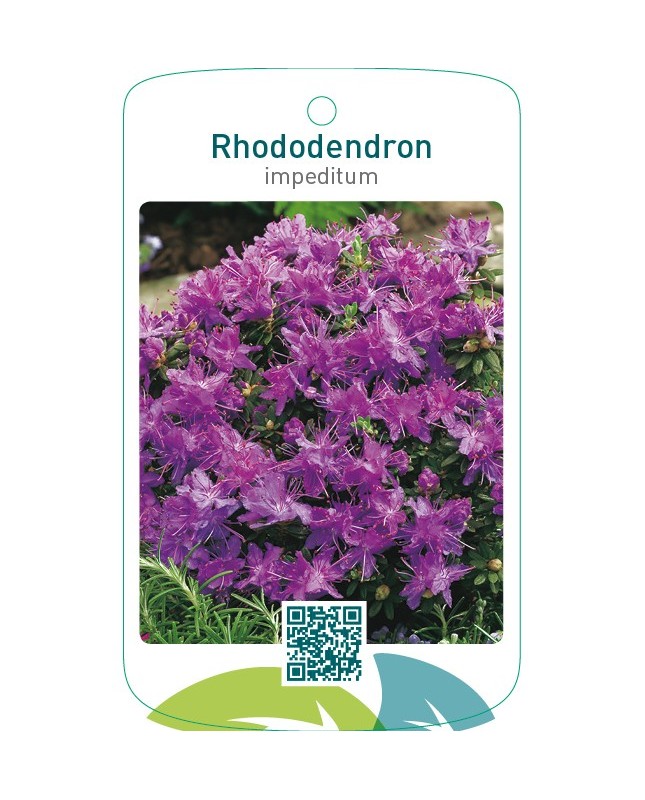 Rhododendron impeditum