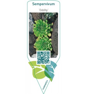 Etichette di Sempervivum ‘Oddity’ *