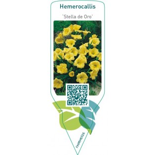 Hemerocallis ‘Stella de Oro’