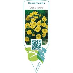 Hemerocallis ‘Stella de Oro’