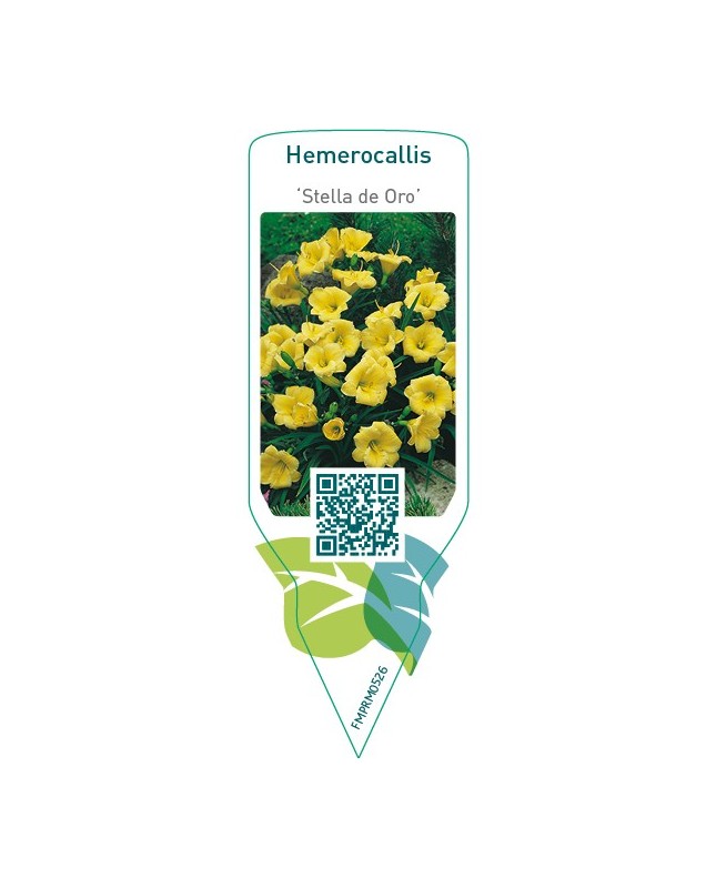 Hemerocallis ‘Stella de Oro’