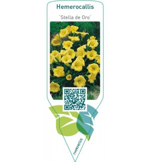 Etiquetas de Hemerocallis ‘Stella de Oro’ *