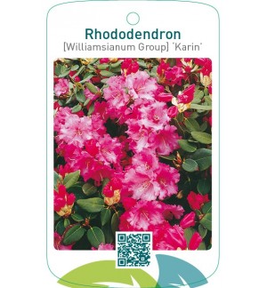 Rhododendron [Williamsianum Group] ‘Karin’