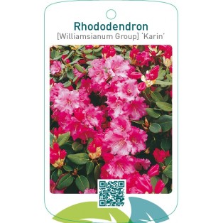 Rhododendron [Williamsianum Group] ‘Karin’