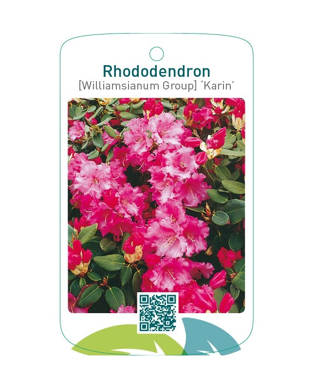 Rhododendron [Williamsianum Group] ‘Karin’