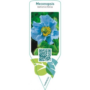 Meconopsis betonicifolia