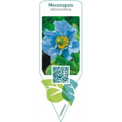 Meconopsis betonicifolia