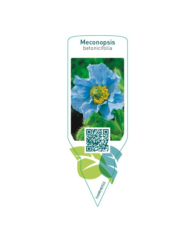 Meconopsis betonicifolia