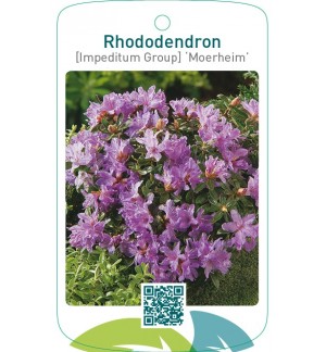 Rhododendron [Impeditum Group] ‘Moerheim’