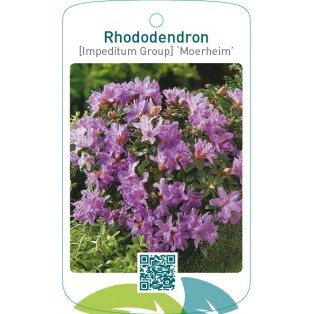Rhododendron [Impeditum Group] ‘Moerheim’
