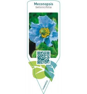 Etichette di Meconopsis betonicifolia *