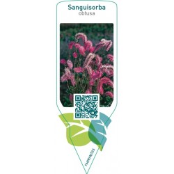 Sanguisorba obtusa